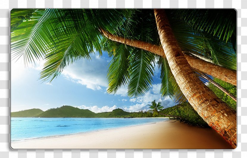 Beach Arecaceae Shore Desktop Wallpaper Tropics - Mural Transparent PNG