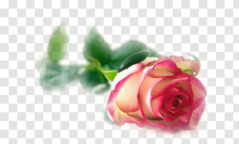 Flower Rainbow Rose Garden Roses Blossom - Stock Photography Transparent PNG