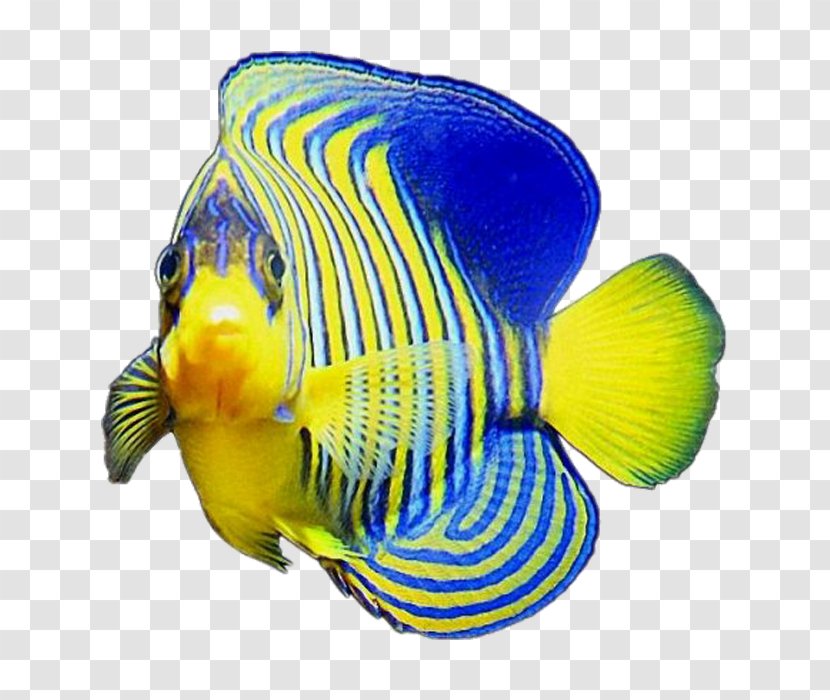 Fish Blue Color Yellow - Organism Transparent PNG
