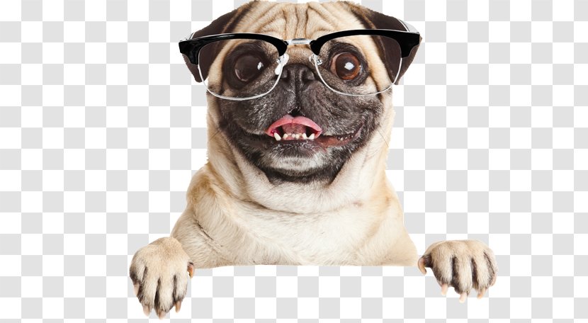 Pug French Bulldog Puppy Stock Photography - Vision Care Transparent PNG