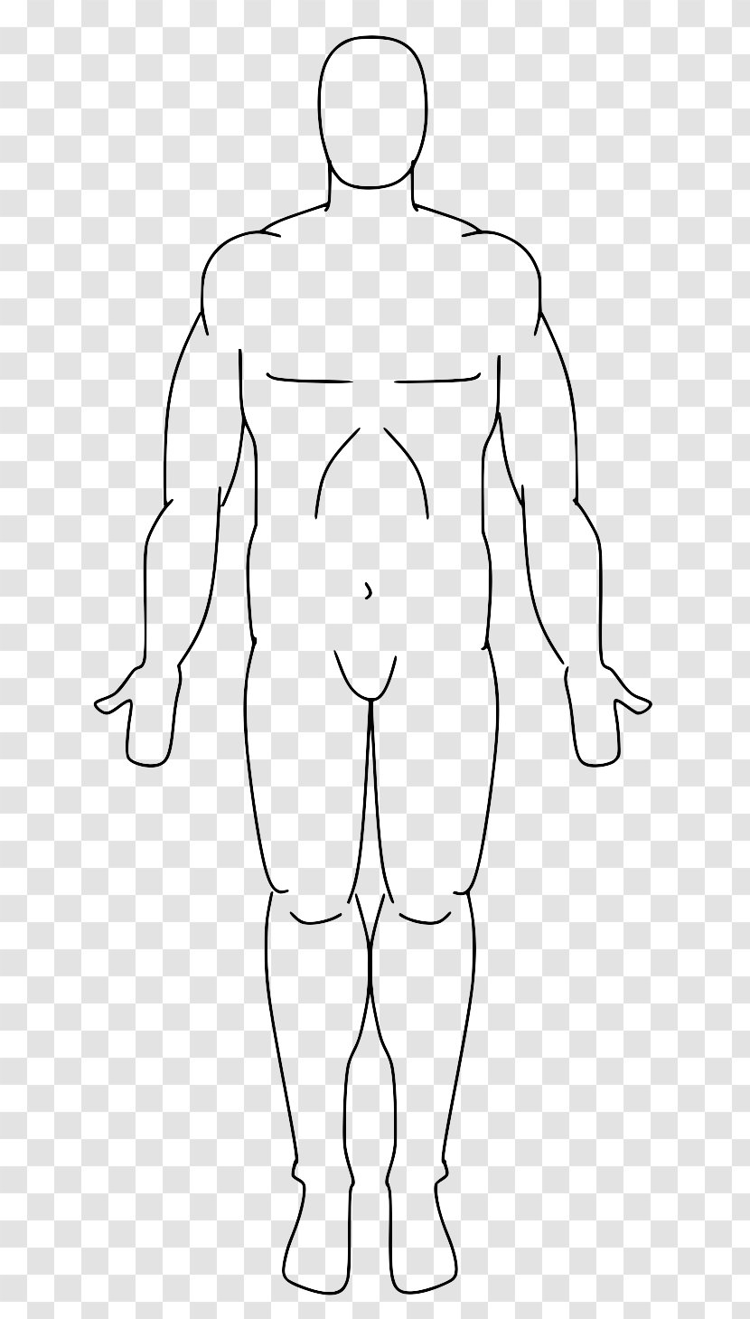 Standard Anatomical Position Anatomy Human Body Facts Plane - Frame - Lining Transparent PNG