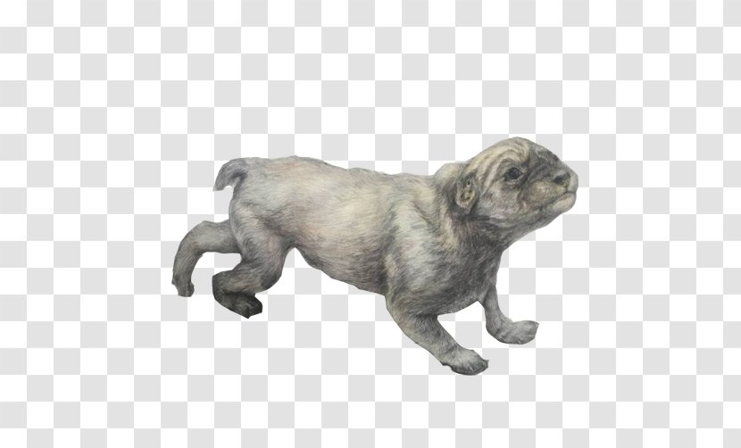 Pug Dog Breed Puppy Non-Sporting Group Drawing - Designer - Pencil Sketch Material Picture Transparent PNG