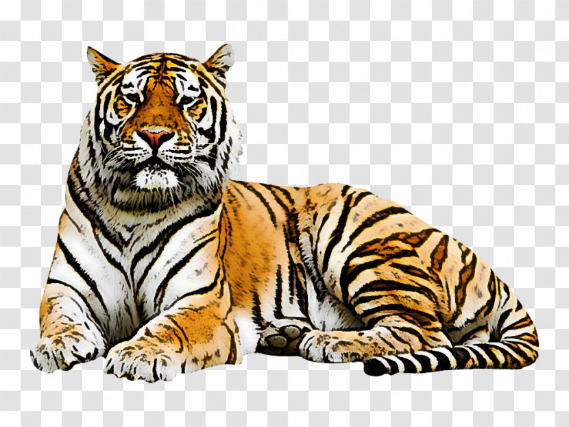 Tiger Wildlife Bengal Tiger Siberian Tiger Whiskers Transparent PNG