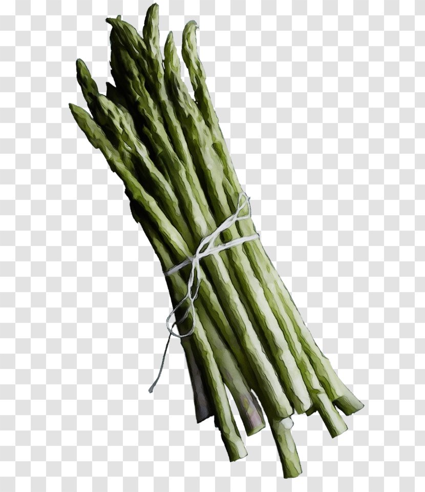 Asparagus Vegetable Plant Prussian - Stem - Flower Transparent PNG