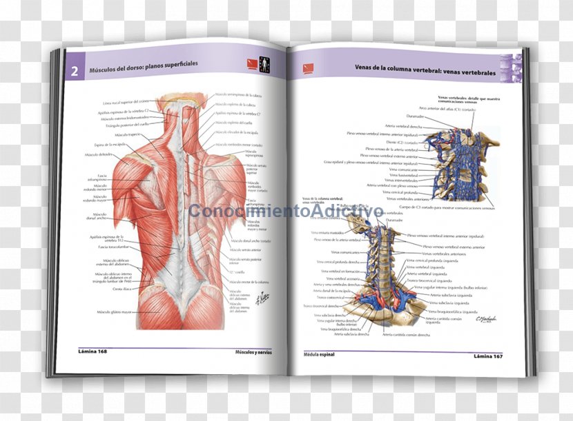 Shoulder Muscle Human Back Organism Font - Tree - Frank H Netter Transparent PNG