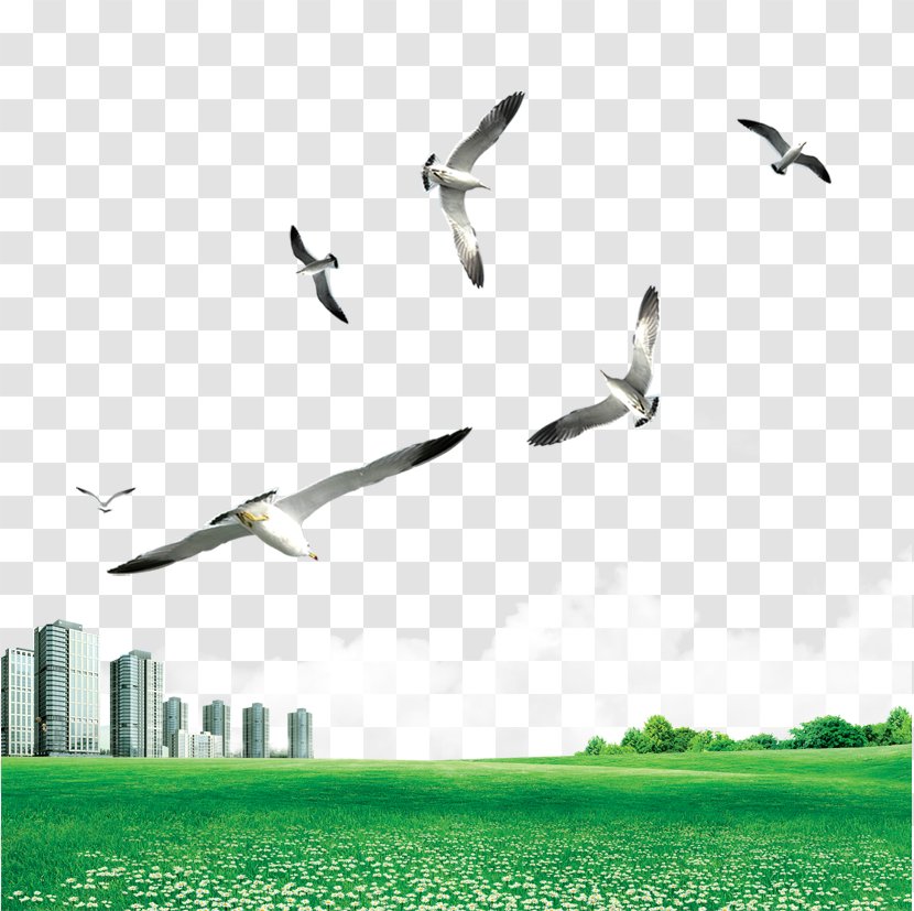 Gulls Bird - Grassland - Acorns Transparent PNG