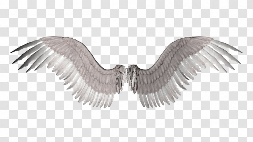 Photography Clip Art - Bird - Angel Wings Transparent PNG