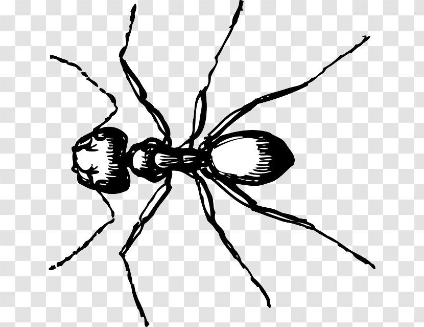 Ant Carpenter Drawing Clip Art - Fly - Monochrome Transparent PNG