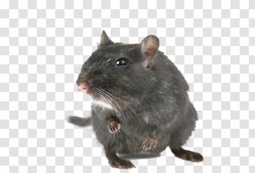 Gerbil Mouse Rodent Rat Hamster - Animal - & Transparent PNG