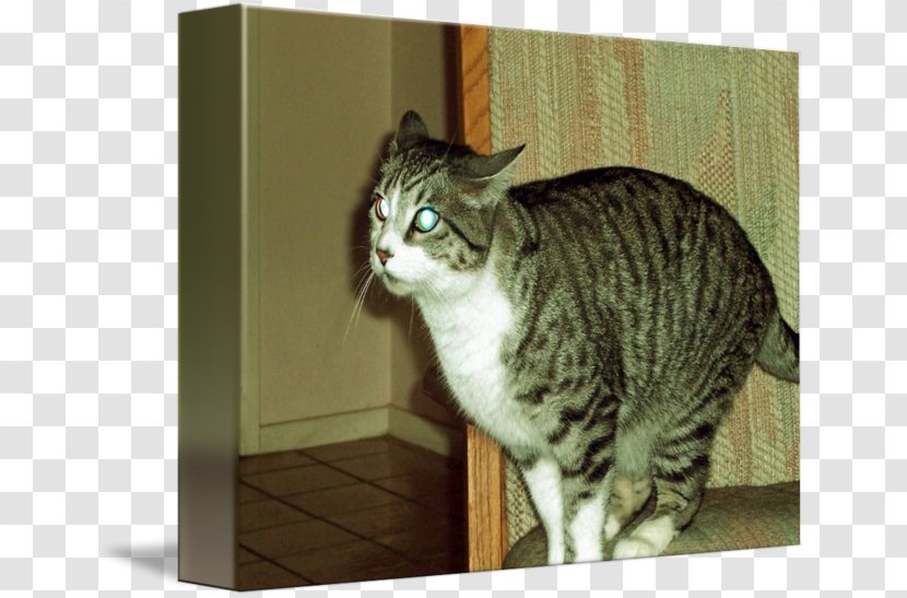 Dragon Li American Shorthair European Toyger Manx Cat - Small To Medium Sized Cats - Tiger Jump Transparent PNG
