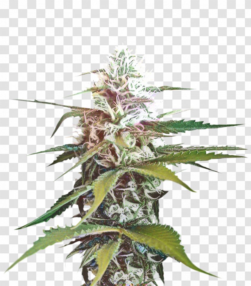 Cannabis Leaf Background - Hemp - Rose Order Transparent PNG