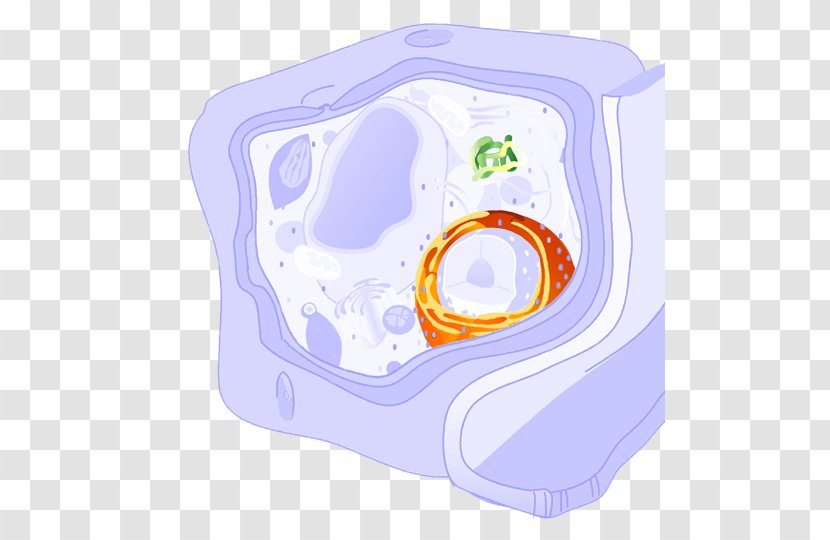 Endoplasmic Reticulum Cell Membrane Wikipedia - Wikiwand Transparent PNG