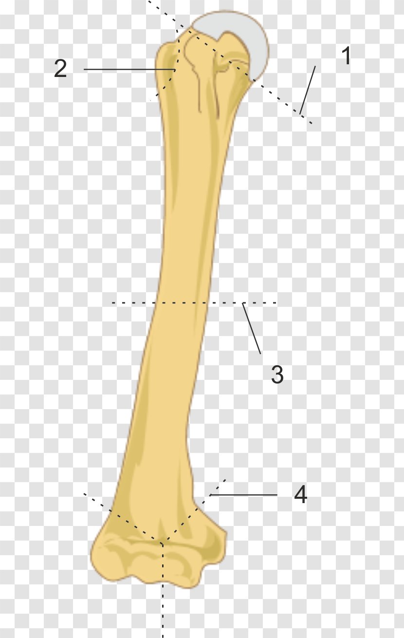 Finger Bone Humerus Fracture Greater Tubercle - Flower - Arm Transparent PNG