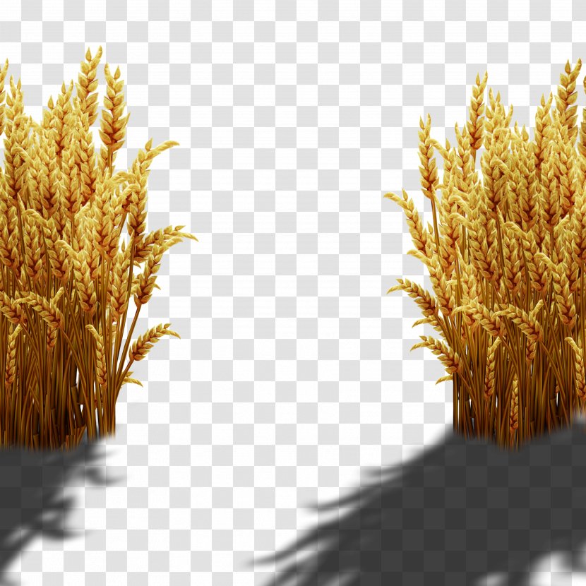 Wheat - Plant - Hand-painted Transparent PNG