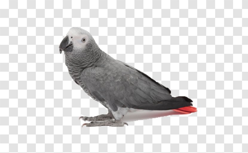 Feather - African Grey - Stock Dove Parakeet Transparent PNG
