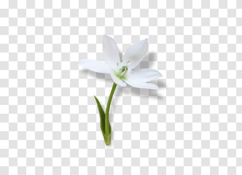Snowdrop Ornamental Plant Jersey Lily Spring Clip Art - White - Amaryllis Transparent PNG