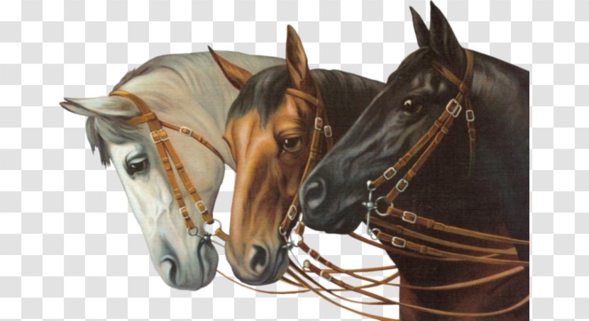 Horse Bridle - Pet Transparent PNG