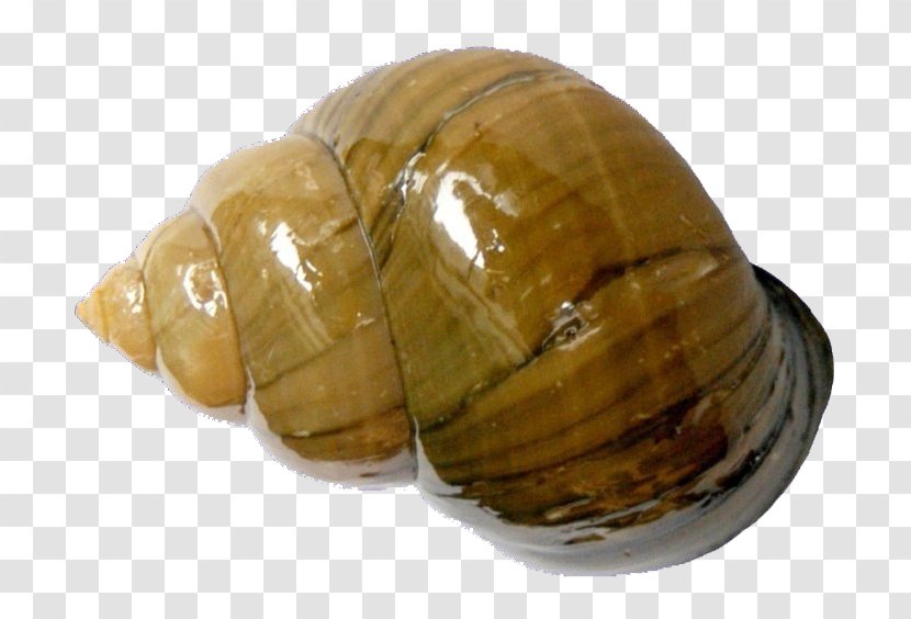 Chinese Mystery Snail Clam Pomacea Canaliculata Bolinus Brandaris Mollusc Shell - River Transparent PNG