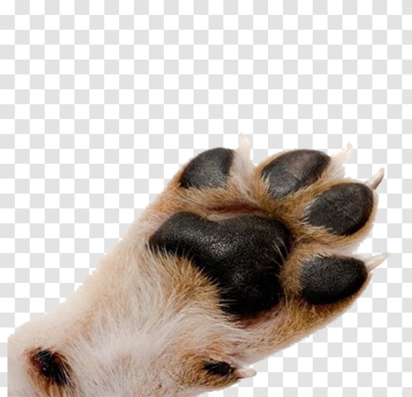Pug Cat Paw Pet Dewclaw - Indian Hair Smelling Melon Transparent PNG