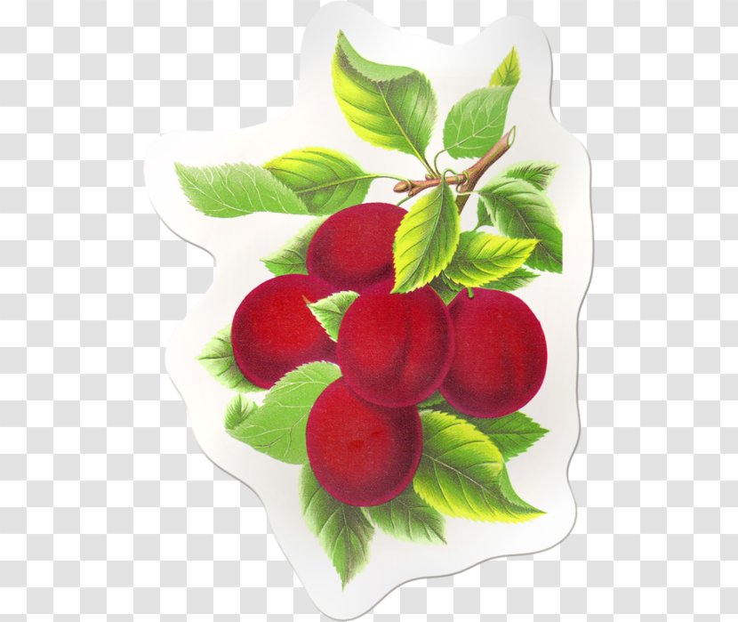 Fruit Clip Art - Cherry - Natural Foods Transparent PNG