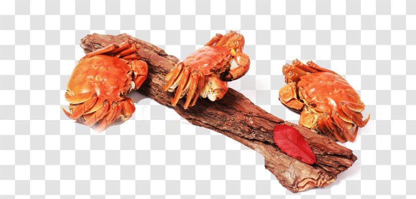Crab Seafood Lobster - Tree Branch Transparent PNG