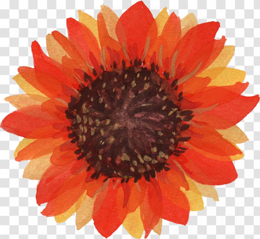 Common Sunflower Watercolor Painting Clip Art Transparent PNG