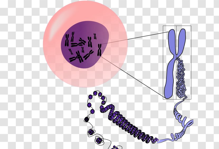 Chromosome DNA Genetics Clip Art - Dna Transparent PNG