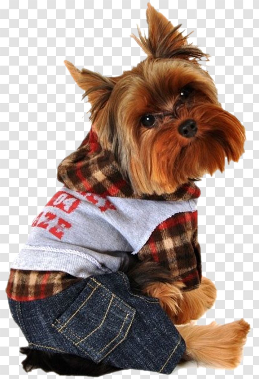 Yorkshire Terrier Puppy Chihuahua Cat Hoodie - Jeans Transparent PNG