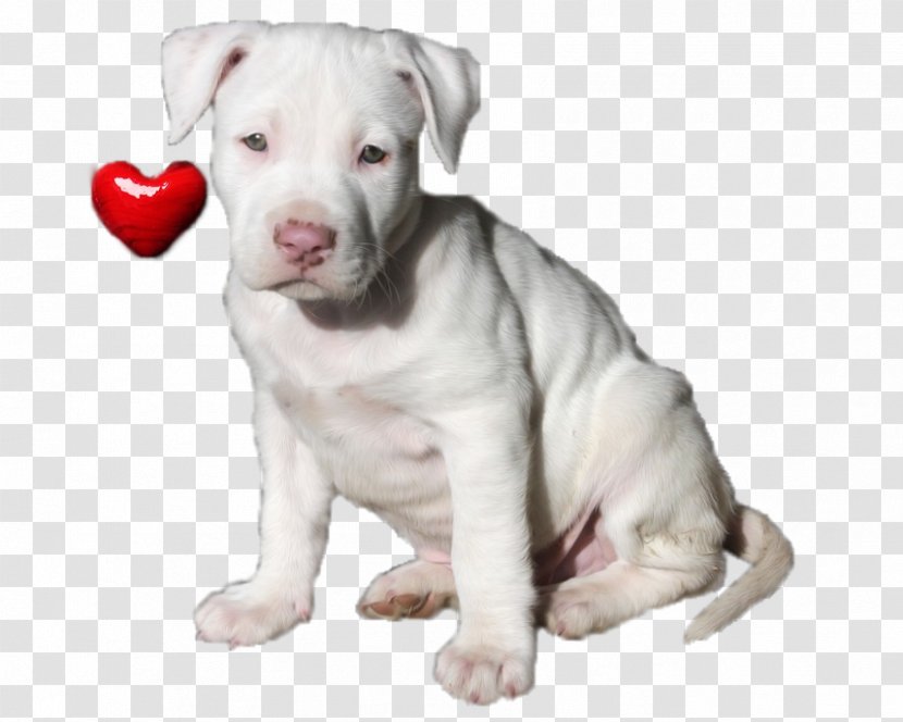 American Pit Bull Terrier Staffordshire Bulldog Dogo Argentino - Dog Like Mammal - Puppy Transparent PNG