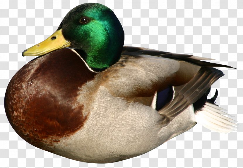 Daisy Duck Daffy Goose Mallard - Livestock Transparent PNG