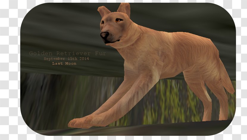 Dog Breed Fauna Snout - Wildlife - Golden Retriever Transparent PNG