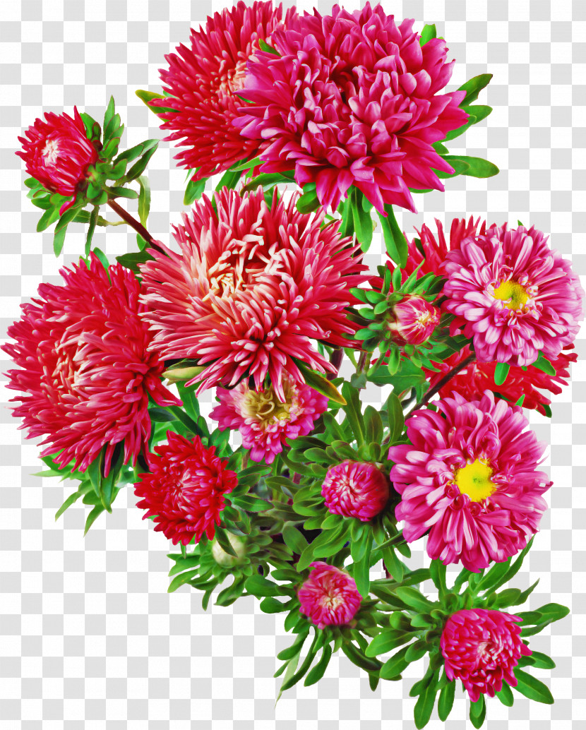 Aster Plants Contemplation Drawing Ageratum Transparent PNG