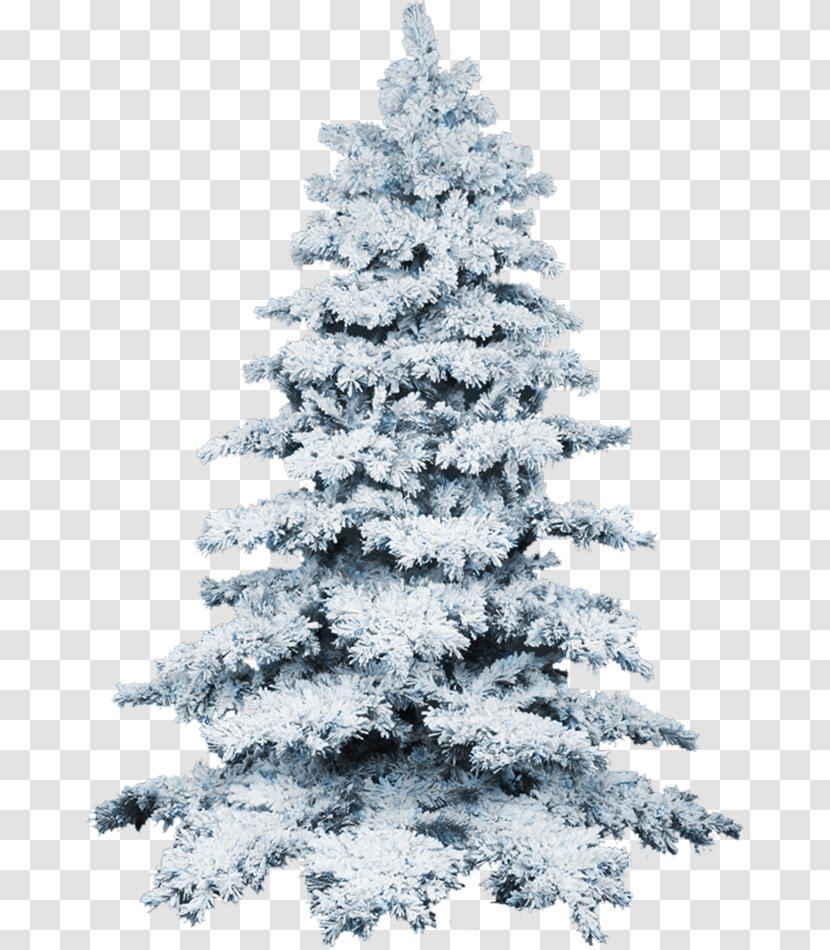 Christmas Tree Snow Wallpaper - Pine Transparent PNG