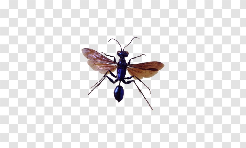 Insect Pest Control - Bed Bug - Mosquito Photos Transparent PNG