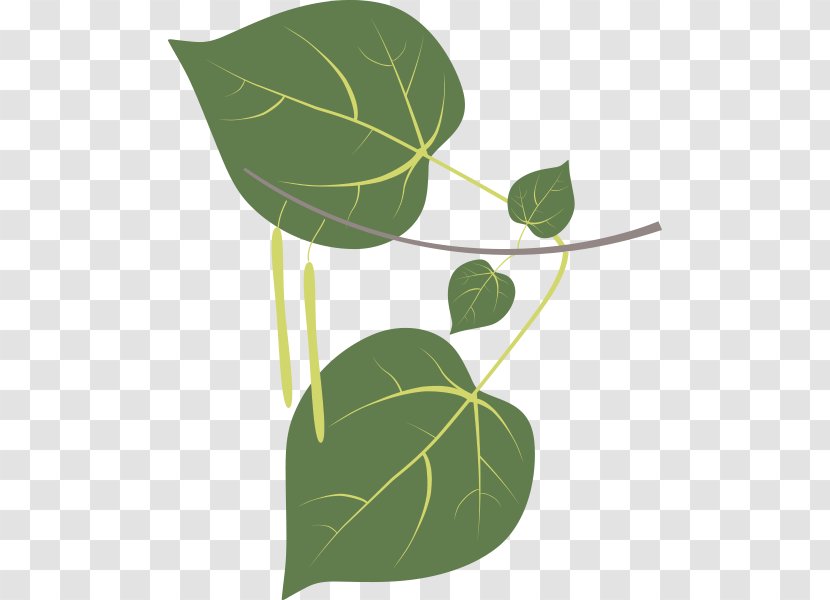 Leaf Sweetgum Plant Stem Tree Clip Art - Green Transparent PNG