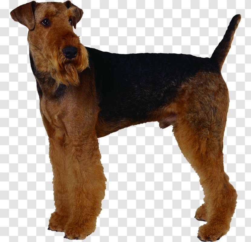 Airedale Terrier Welsh Lakeland Irish Dog Breed - MASCOTAS Transparent PNG