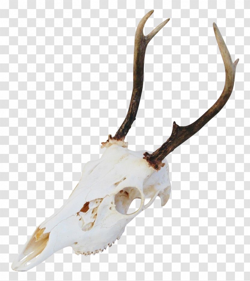 Deer Antler Horn Animal Product Bone Transparent PNG