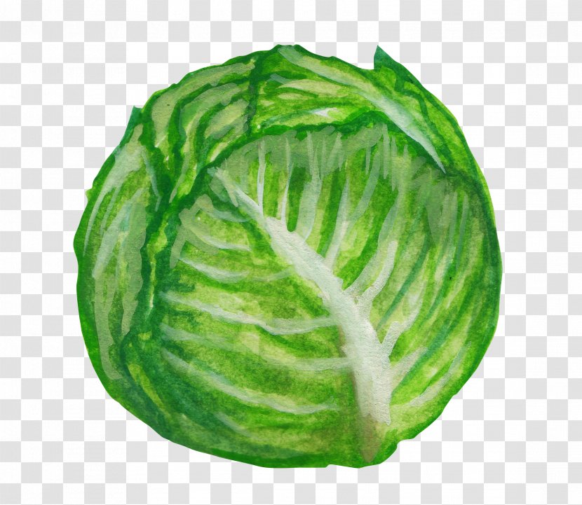 Savoy Cabbage Vegetable Illustration - Lettuce - Painted Transparent PNG