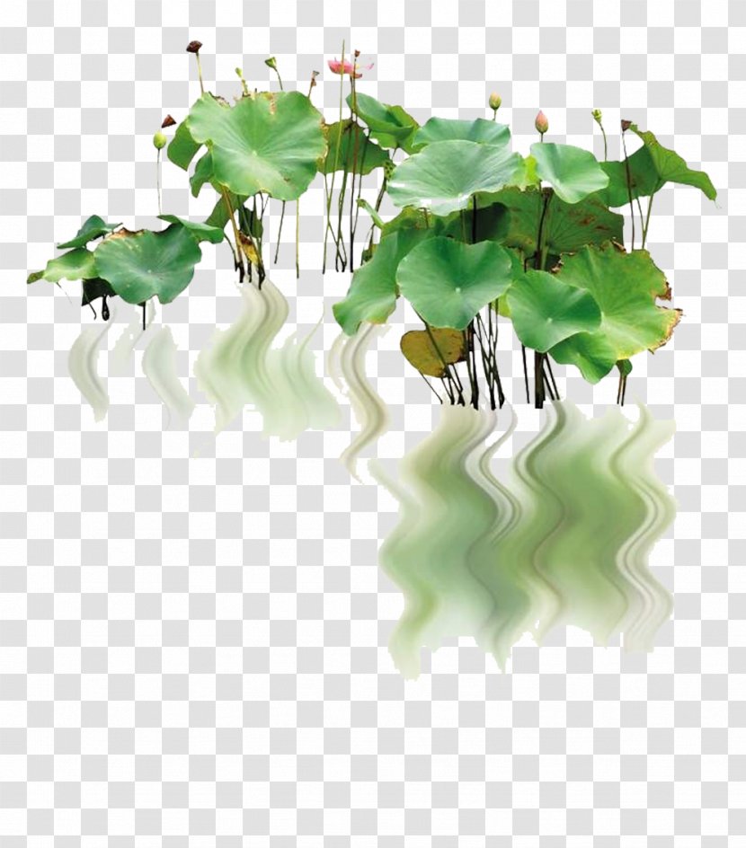 Nelumbo Nucifera Landscape Pygmy Water-lily - Creative Reflection On The River Lotus Image Transparent PNG