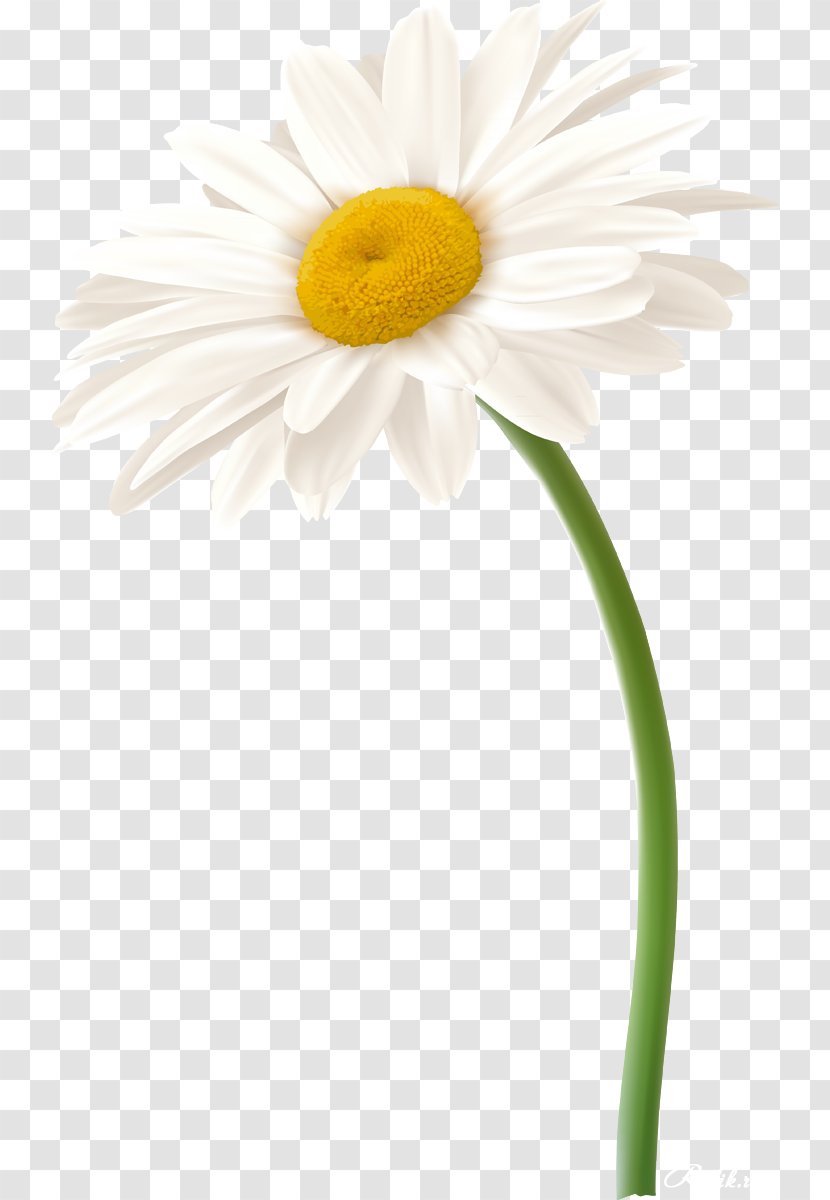 Roman Chamomile Oxeye Daisy Family German Flower - Argyranthemum Frutescens - Camomile Transparent PNG