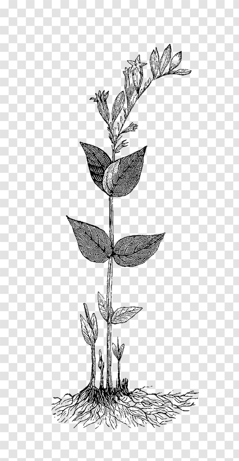 Herb Botanical Illustration Clip Art - Tree Transparent PNG