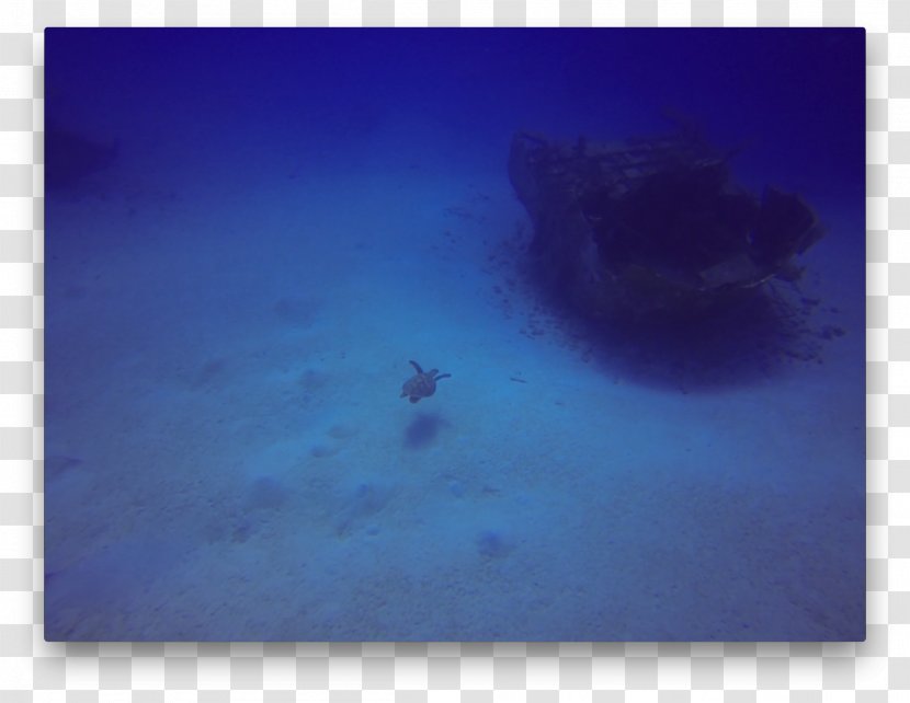 Sea Underwater Marine Biology Geology Transparent PNG