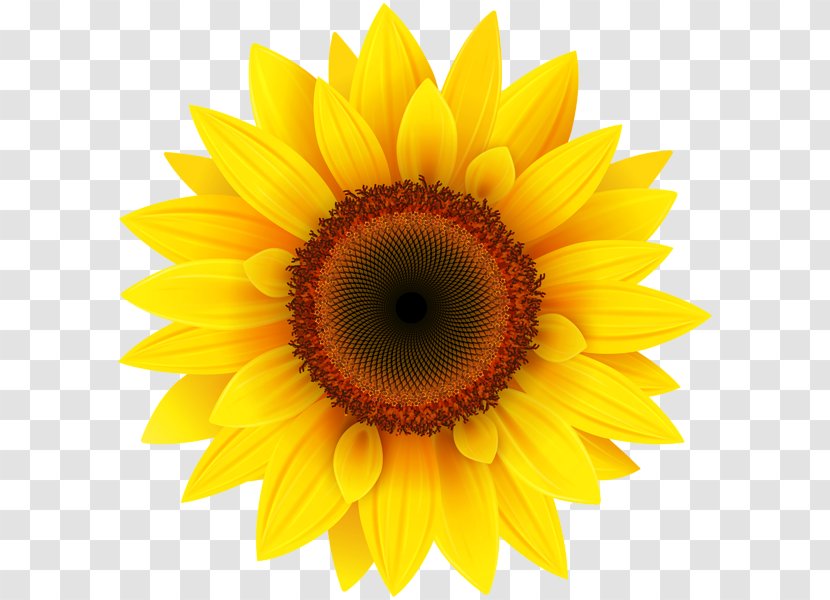 Common Sunflower Clip Art - Flowering Plant - Sunflowers Transparent PNG