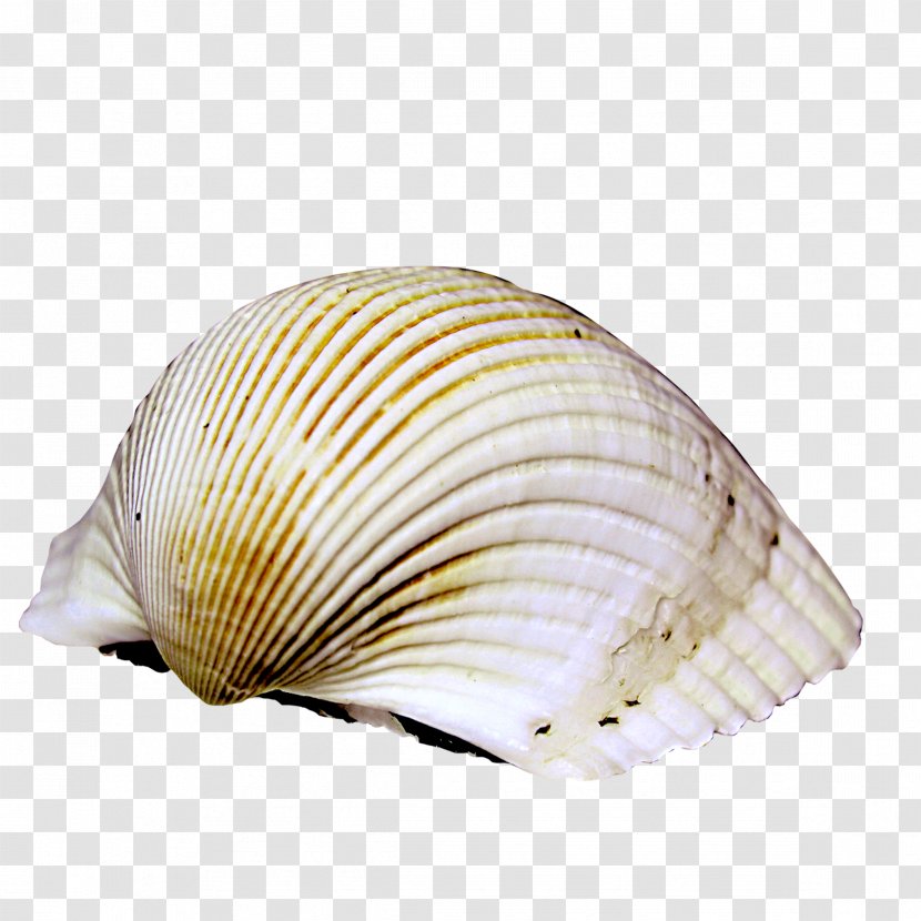 Cockle Sea Snail Icon - Oyster - Conch Transparent PNG