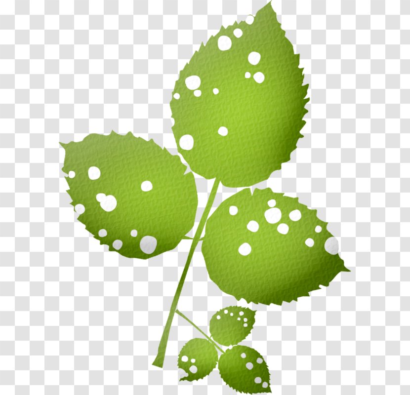 Leaf Plant Stem - Feuille Transparent PNG