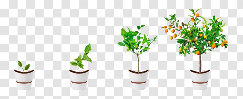 Plant Computer Software Information Tree - Flowerpot - Growth Transparent PNG
