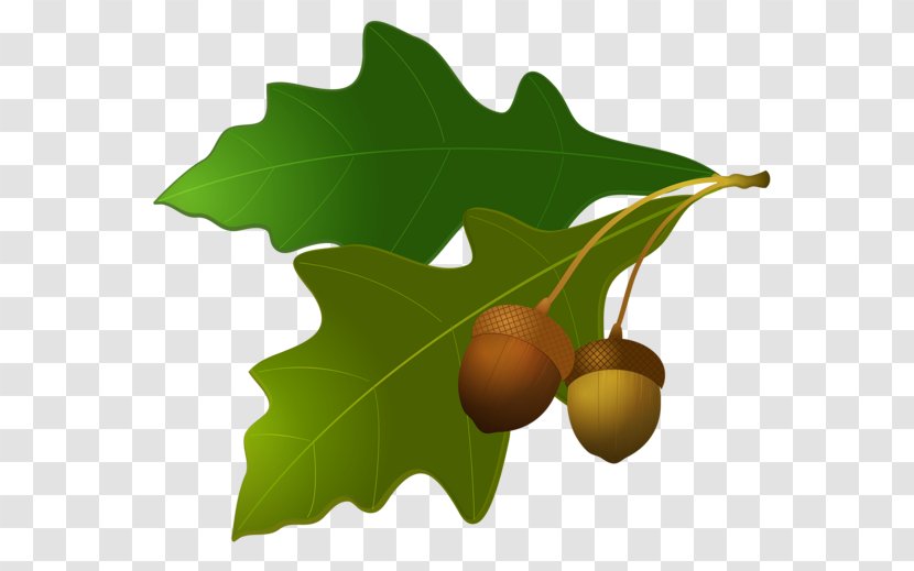 Acorn Leaf Oak Clip Art - Plant - Image Transparent PNG