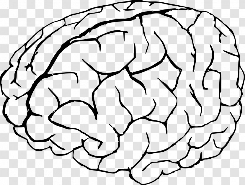 Drawing Brain Line Art Clip - Cartoon Transparent PNG