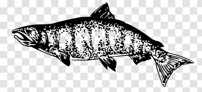 Clip Art Drawing Vector Graphics Image Salmon - Fish Products Transparent PNG