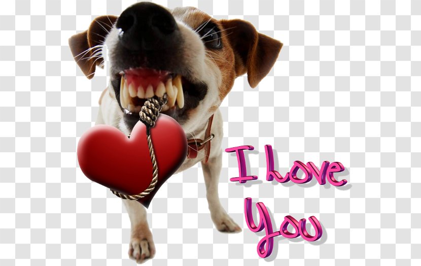 Jack Russell Terrier Maltese Dog Zen Pet Boutique Coyote Door - Training - Self Love Transparent PNG